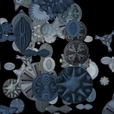 Voir la vidéo de Diatomées, le pouvoir des trous