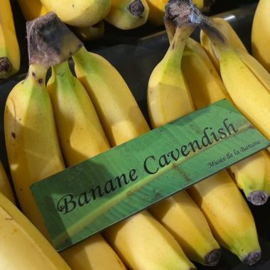 See video of La banane en voie d’extinction ?