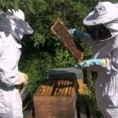 Voir la vidéo de Des ruches à la Cité des sciences