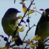 Voir la vidéo de Apprendre les chants d&#039;oiseaux facilement