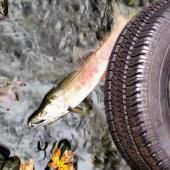Voir la vidéo de Les pneus de voiture responsables de la mort des saumons