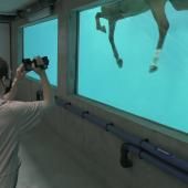 Voir la vidéo de Immersion dans un centre de recherche dédié aux chevaux