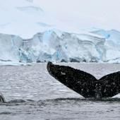  Les vagues de chaleur marine, nouvelle menace pour les baleines à bosses ?